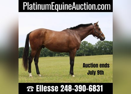 American Quarter Horse, Wallach, 14 Jahre, 178 cm, Rotbrauner