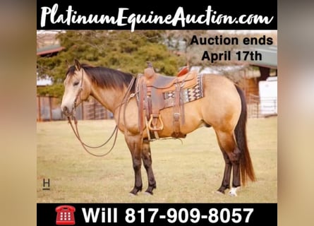 American Quarter Horse, Wallach, 14 Jahre, Buckskin