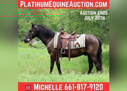 American Quarter Horse, Wallach, 14 Jahre, Rappe