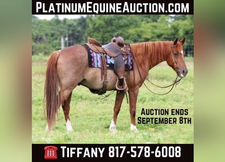 American Quarter Horse, Wallach, 14 Jahre, Roan-Red