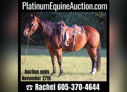 American Quarter Horse, Wallach, 14 Jahre, Rotbrauner