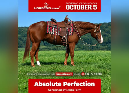 American Quarter Horse, Wallach, 14 Jahre, Rotfuchs