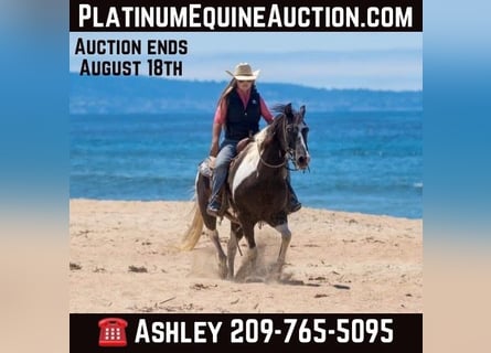 American Quarter Horse, Wallach, 14 Jahre, Tobiano-alle-Farben