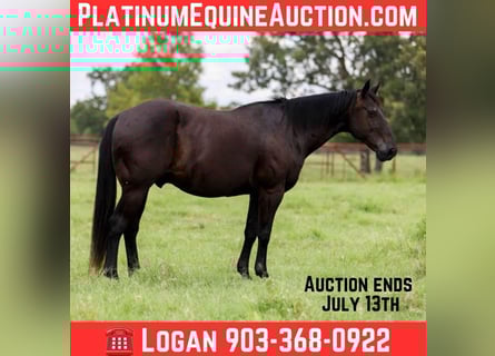 American Quarter Horse, Wallach, 15 Jahre, 142 cm, Rappe