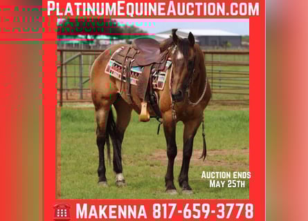 American Quarter Horse, Wallach, 15 Jahre, 150 cm, Buckskin