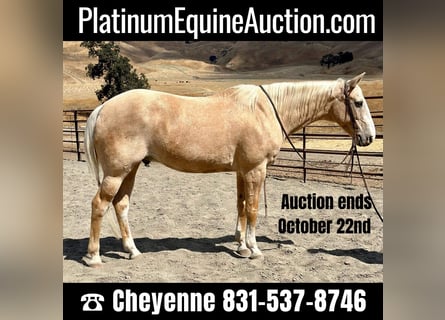 American Quarter Horse, Wallach, 15 Jahre, 150 cm, Palomino