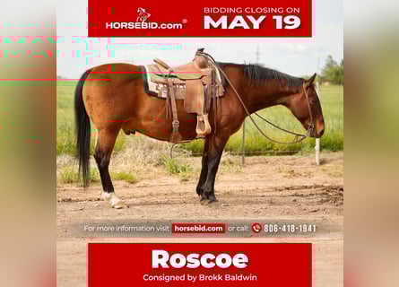 American Quarter Horse, Wallach, 15 Jahre, 150 cm, Rotbrauner
