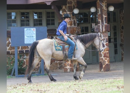 American Quarter Horse, Wallach, 15 Jahre, 152 cm, Buckskin