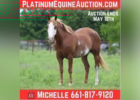 American Quarter Horse, Wallach, 15 Jahre, 152 cm, Dunkelfuchs