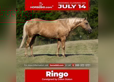 American Quarter Horse, Wallach, 15 Jahre, 152 cm, Palomino