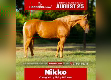 American Quarter Horse, Wallach, 15 Jahre, 152 cm, Palomino