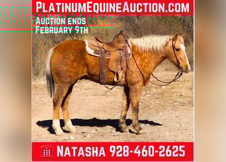 American Quarter Horse, Wallach, 15 Jahre, 152 cm, Palomino