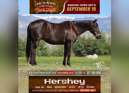 American Quarter Horse, Wallach, 15 Jahre, 152 cm, Rappe