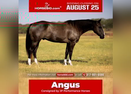American Quarter Horse, Wallach, 15 Jahre, 152 cm, Rappe