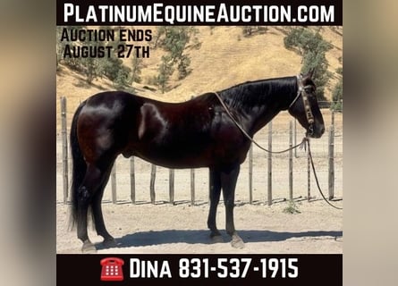 American Quarter Horse, Wallach, 15 Jahre, 152 cm, Rappe