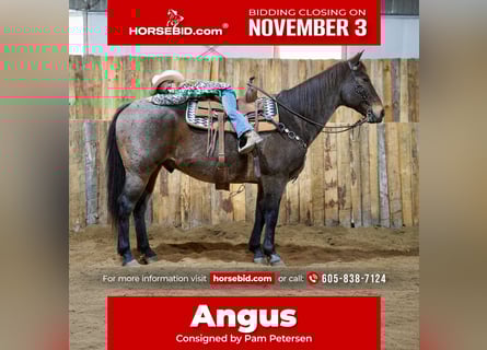 American Quarter Horse, Wallach, 15 Jahre, 152 cm, Roan-Bay
