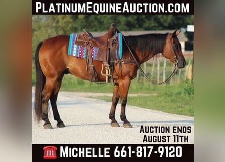 American Quarter Horse, Wallach, 15 Jahre, 152 cm, Rotbrauner