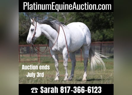 American Quarter Horse, Wallach, 15 Jahre, 152 cm, Schimmel
