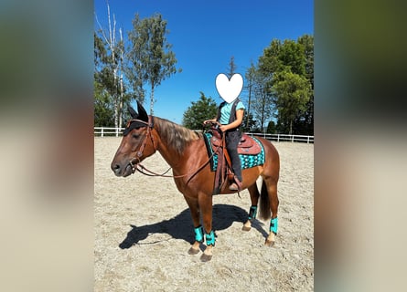 American Quarter Horse, Wallach, 15 Jahre, 154 cm, Dunkelfuchs