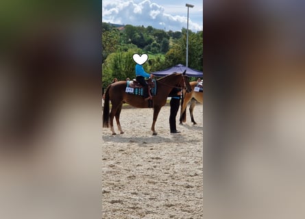 American Quarter Horse, Wallach, 15 Jahre, 154 cm, Dunkelfuchs