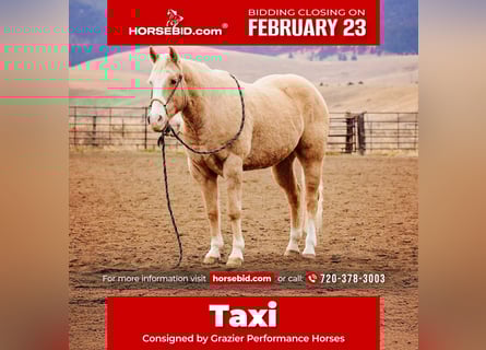 American Quarter Horse, Wallach, 15 Jahre, 155 cm, Palomino