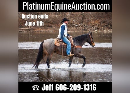 American Quarter Horse, Wallach, 15 Jahre, 155 cm, Roan-Bay