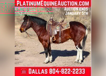 American Quarter Horse, Wallach, 15 Jahre, 155 cm, Rotbrauner