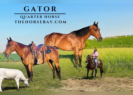 American Quarter Horse, Wallach, 15 Jahre, 155 cm, Rotbrauner