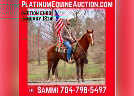 American Quarter Horse, Wallach, 15 Jahre, 157 cm, Dunkelfuchs