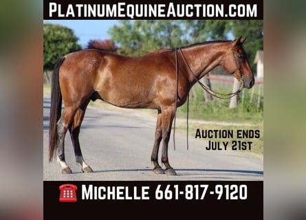 American Quarter Horse, Wallach, 15 Jahre, 157 cm, Roan-Bay