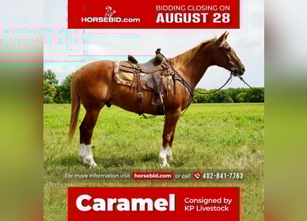 American Quarter Horse, Wallach, 15 Jahre, 157 cm, Rotfuchs