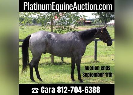 American Quarter Horse, Wallach, 15 Jahre, 163 cm, Roan-Blue
