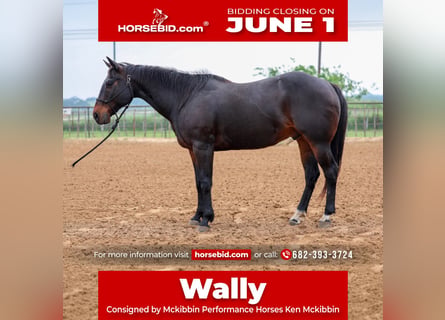 American Quarter Horse, Wallach, 15 Jahre, Brauner