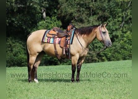 American Quarter Horse, Wallach, 15 Jahre, Buckskin