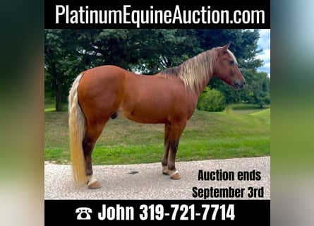 American Quarter Horse, Wallach, 15 Jahre, Dunkelfuchs