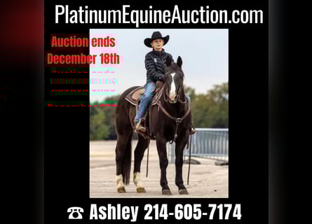 American Quarter Horse, Wallach, 15 Jahre, Rappe