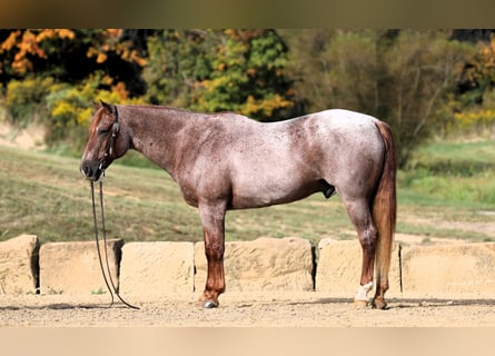 American Quarter Horse, Wallach, 15 Jahre, Roan-Red