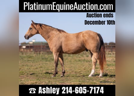 American Quarter Horse, Wallach, 16 Jahre, 142 cm, Buckskin