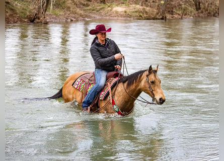 American Quarter Horse, Wallach, 16 Jahre, 147 cm, Buckskin