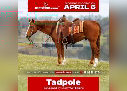 American Quarter Horse, Wallach, 16 Jahre, 147 cm, Rotfuchs