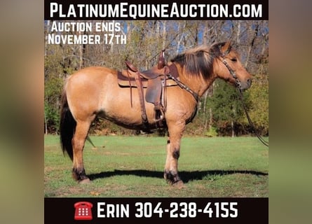 American Quarter Horse, Wallach, 16 Jahre, 150 cm, Buckskin