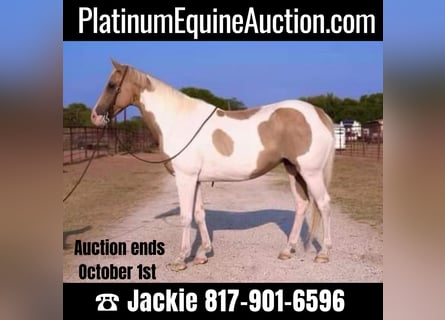 American Quarter Horse, Wallach, 16 Jahre, 150 cm, Palomino