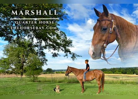 American Quarter Horse, Wallach, 16 Jahre, 150 cm, Roan-Red
