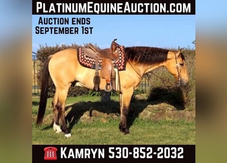 American Quarter Horse, Wallach, 16 Jahre, 152 cm, Buckskin