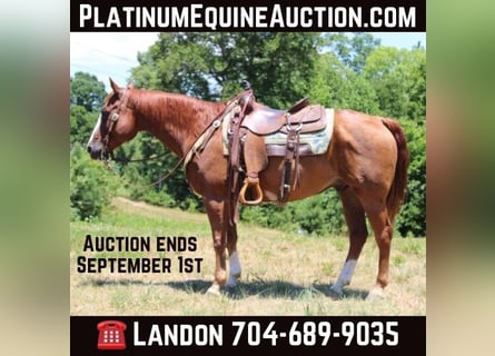American Quarter Horse, Wallach, 16 Jahre, 152 cm, Dunkelfuchs