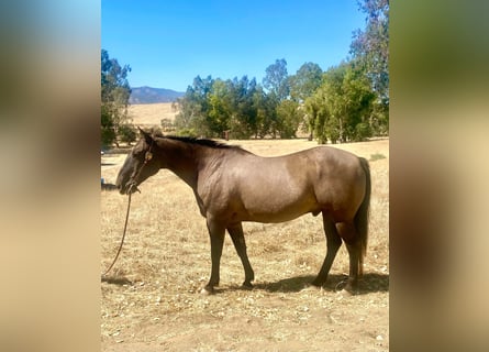 American Quarter Horse, Wallach, 16 Jahre, 152 cm, Grullo