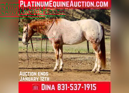 American Quarter Horse, Wallach, 16 Jahre, 152 cm, Roan-Red