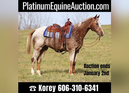 American Quarter Horse, Wallach, 16 Jahre, 152 cm, Roan-Red