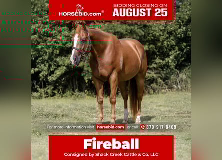 American Quarter Horse, Wallach, 16 Jahre, 152 cm, Rotfuchs