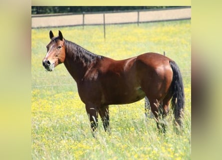 American Quarter Horse, Wallach, 16 Jahre, 156 cm